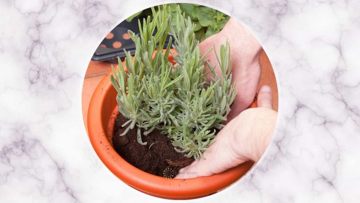 Helpful Tips To Transplant Lavender + 4 Things To Avoid