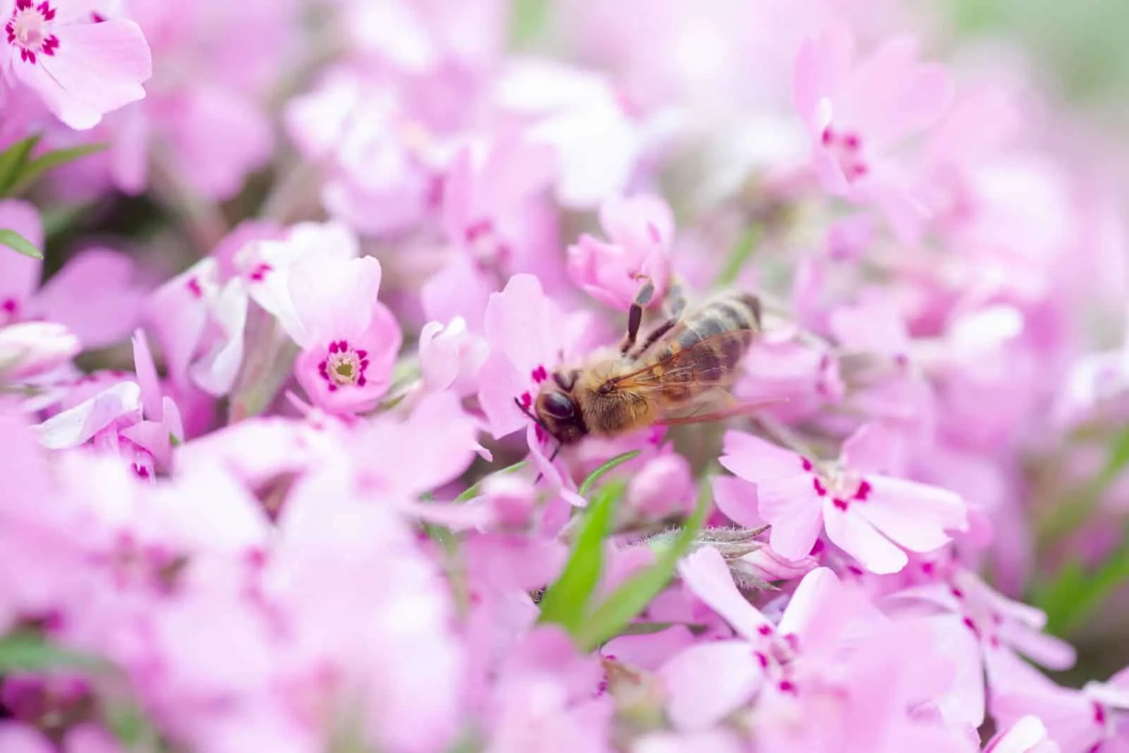 Honey bee collects nectar and pollen from Phlox subulata, creeping phlox