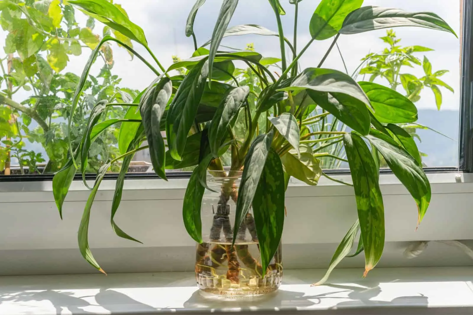 House plant aglaonema in water on window sill indoors.