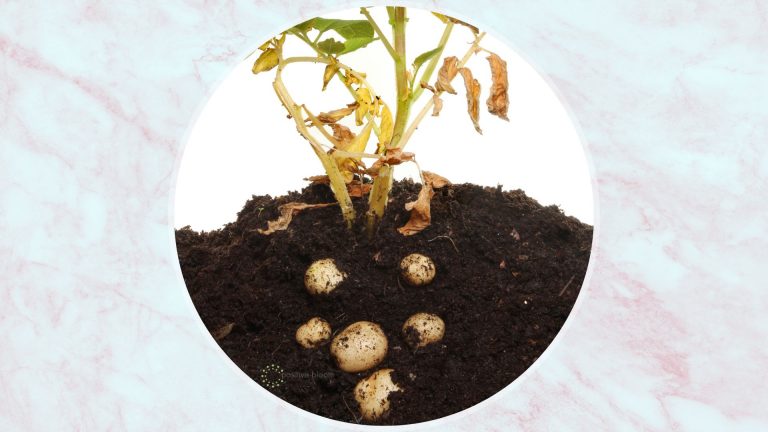 how many potatoes per plant