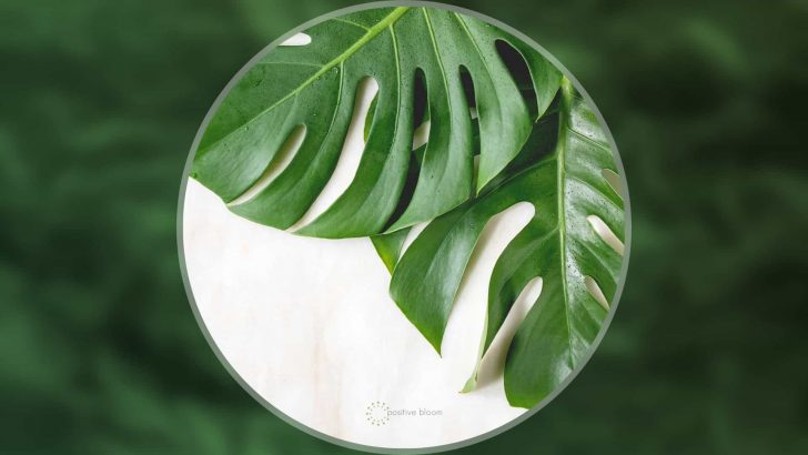 How To Clean Monstera Leaves And Make Them Shiny
