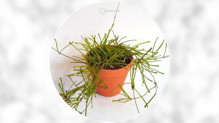 Hoya Retusa in a brown pot