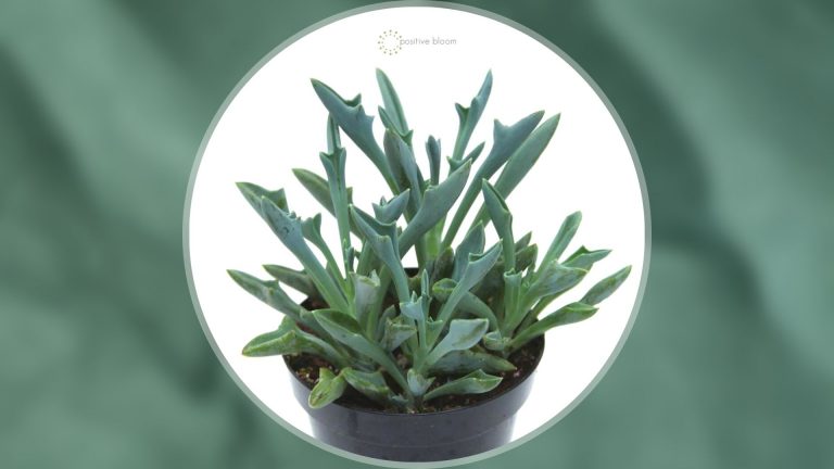 Senecio Kleiniiformis plant care guide