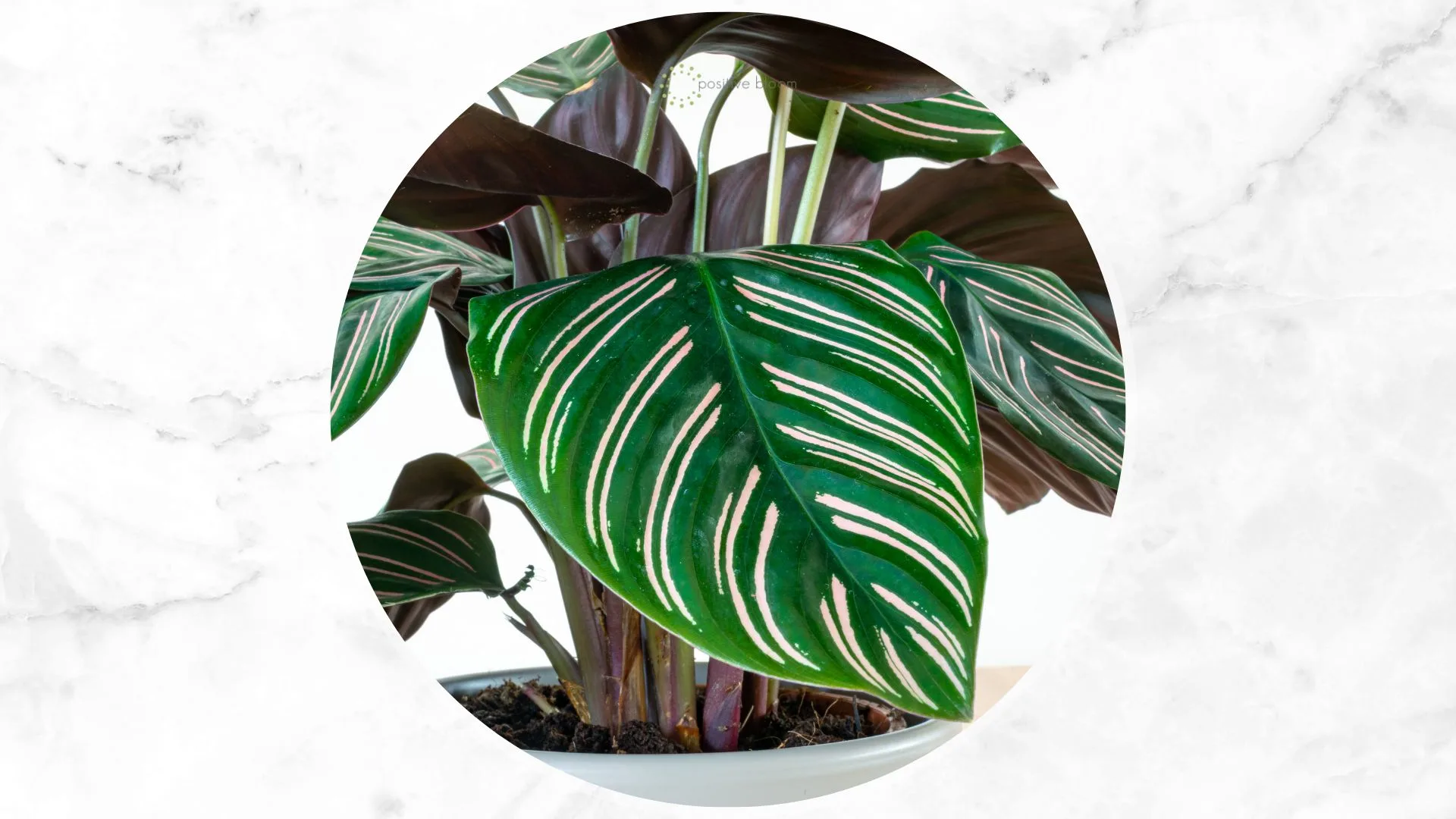 prayer plants care