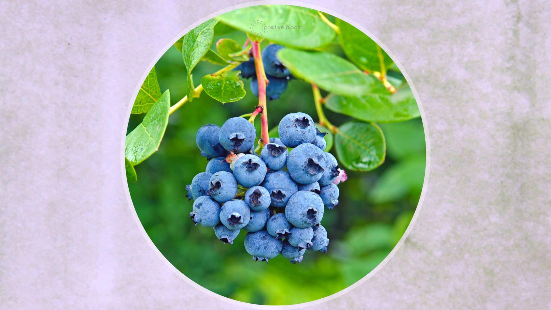 hydroponic blueberries