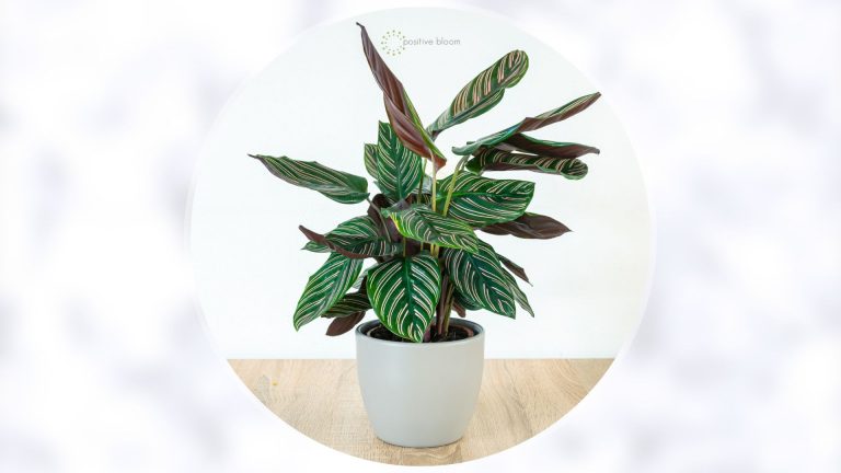 Calathea Prayer Plant