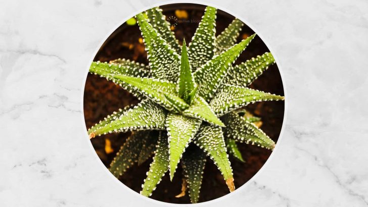 How To Grow The Aloe Humilis (The Best Care Tips)