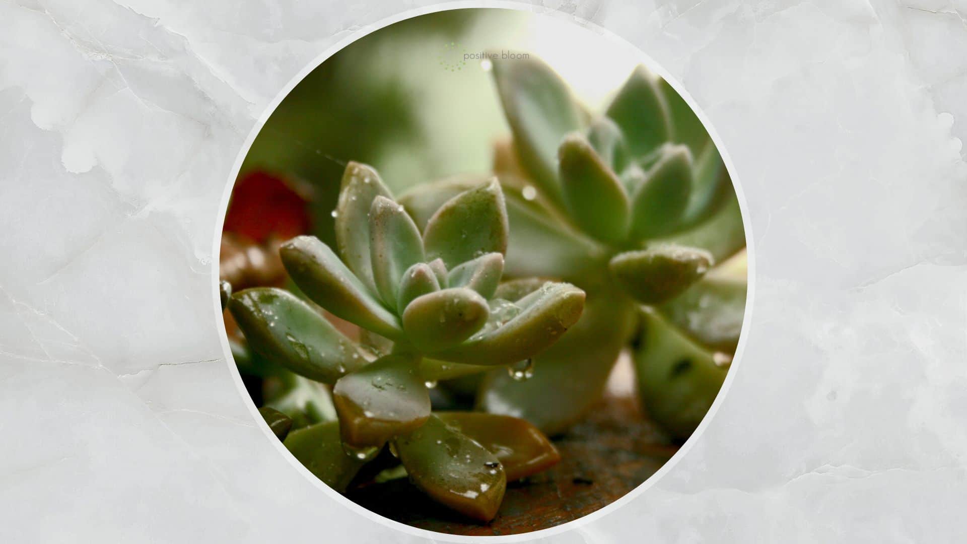 How To Grow The Campfire Succulent + Solve Its Common Issues