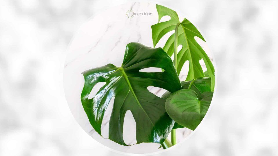 How To Make Plant Leaves Shiny With Homemade Solutions