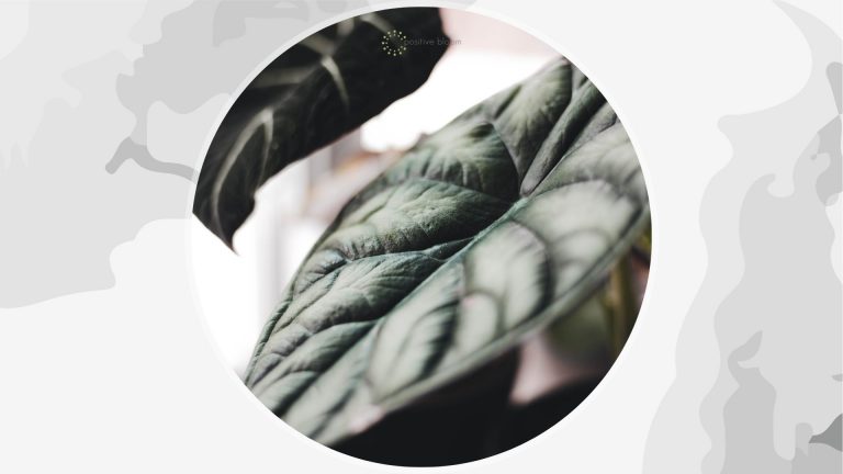 Alocasia Nebula Imperialis