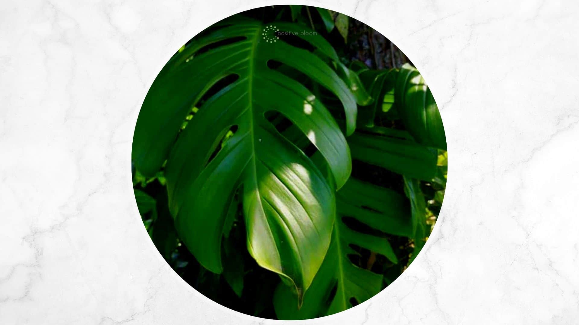 How To Take Care Of The Rare Monstera Dissecta Plant