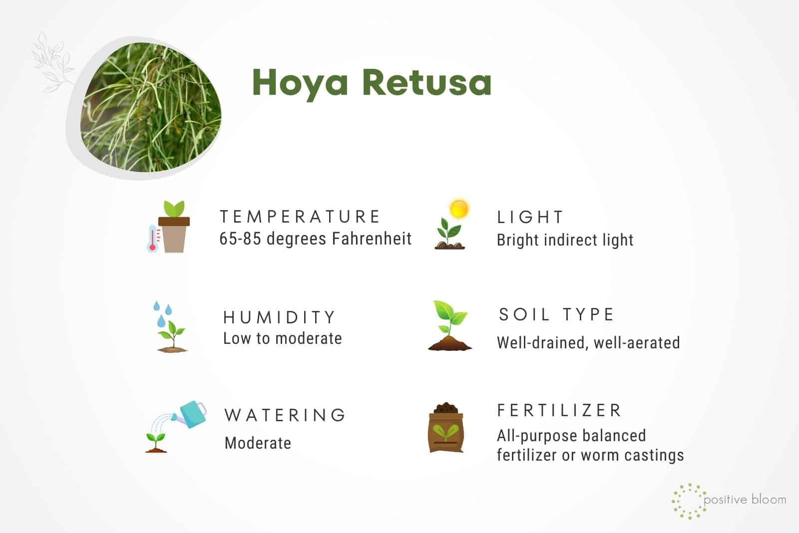 Hoya Retusa