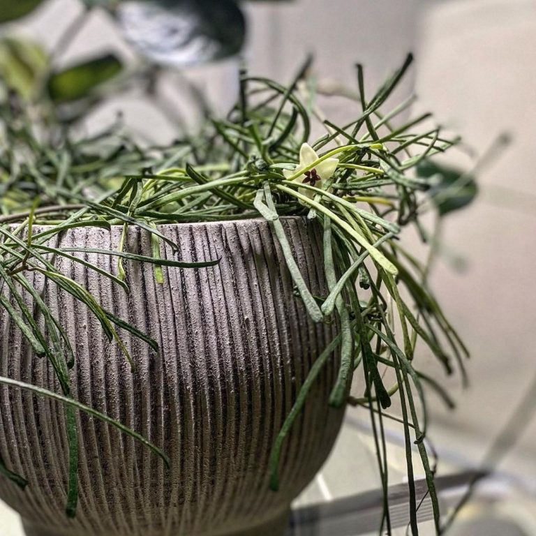 Retusa How To Grow And Care For The Lovely Hoya Retusa