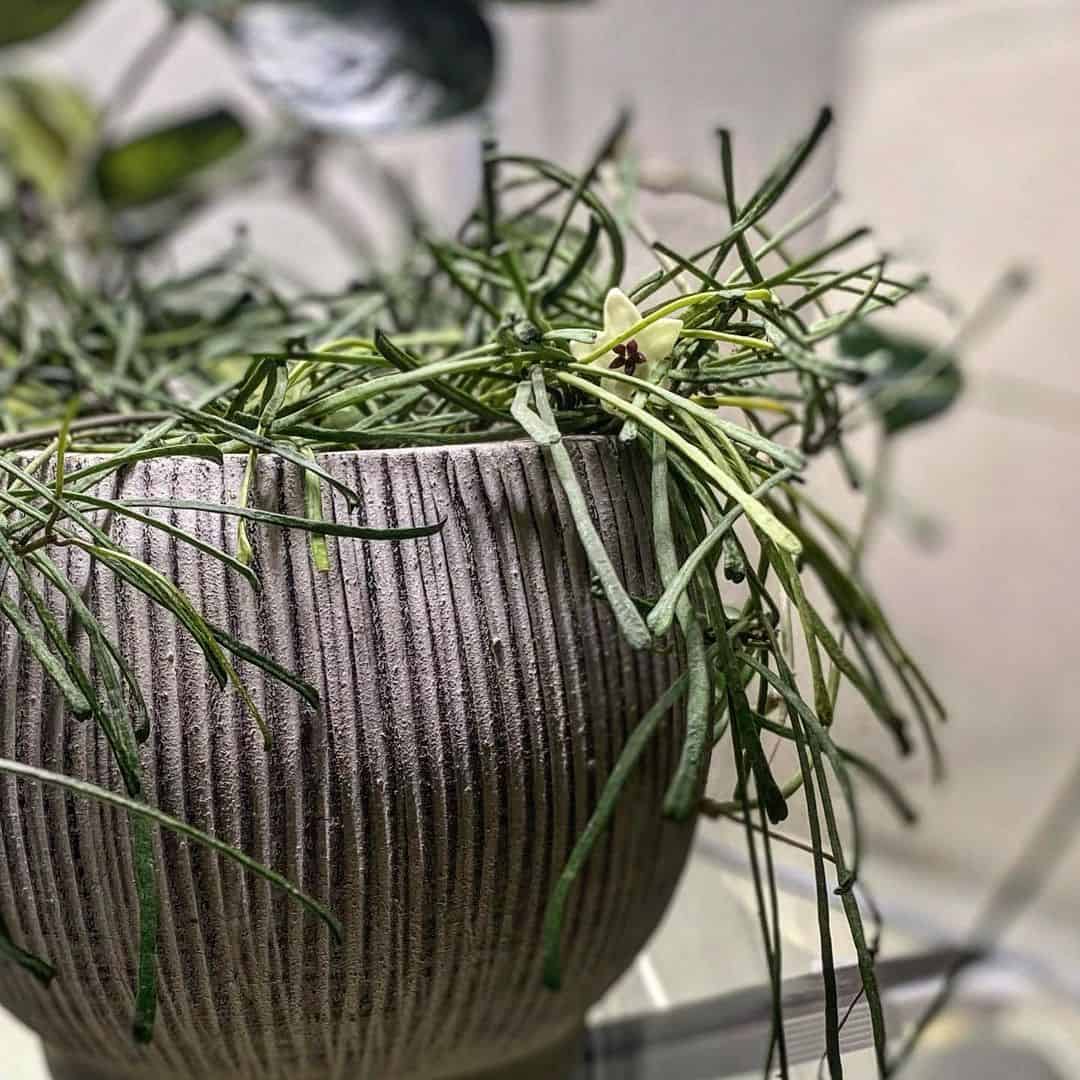 Hoya retusa in a gray pot