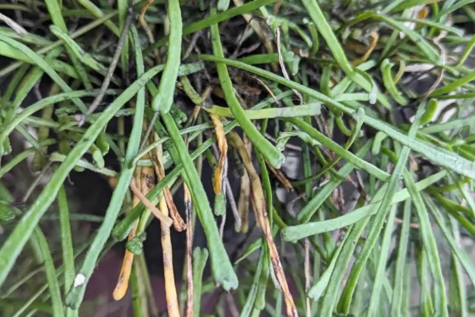 Retusa How To Grow And Care For The Lovely Hoya Retusa