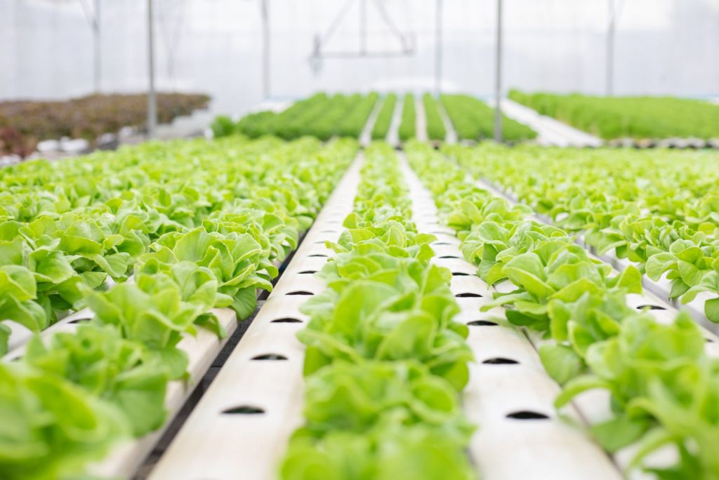 Hydroponic of lettuce farm growing in greenhouse