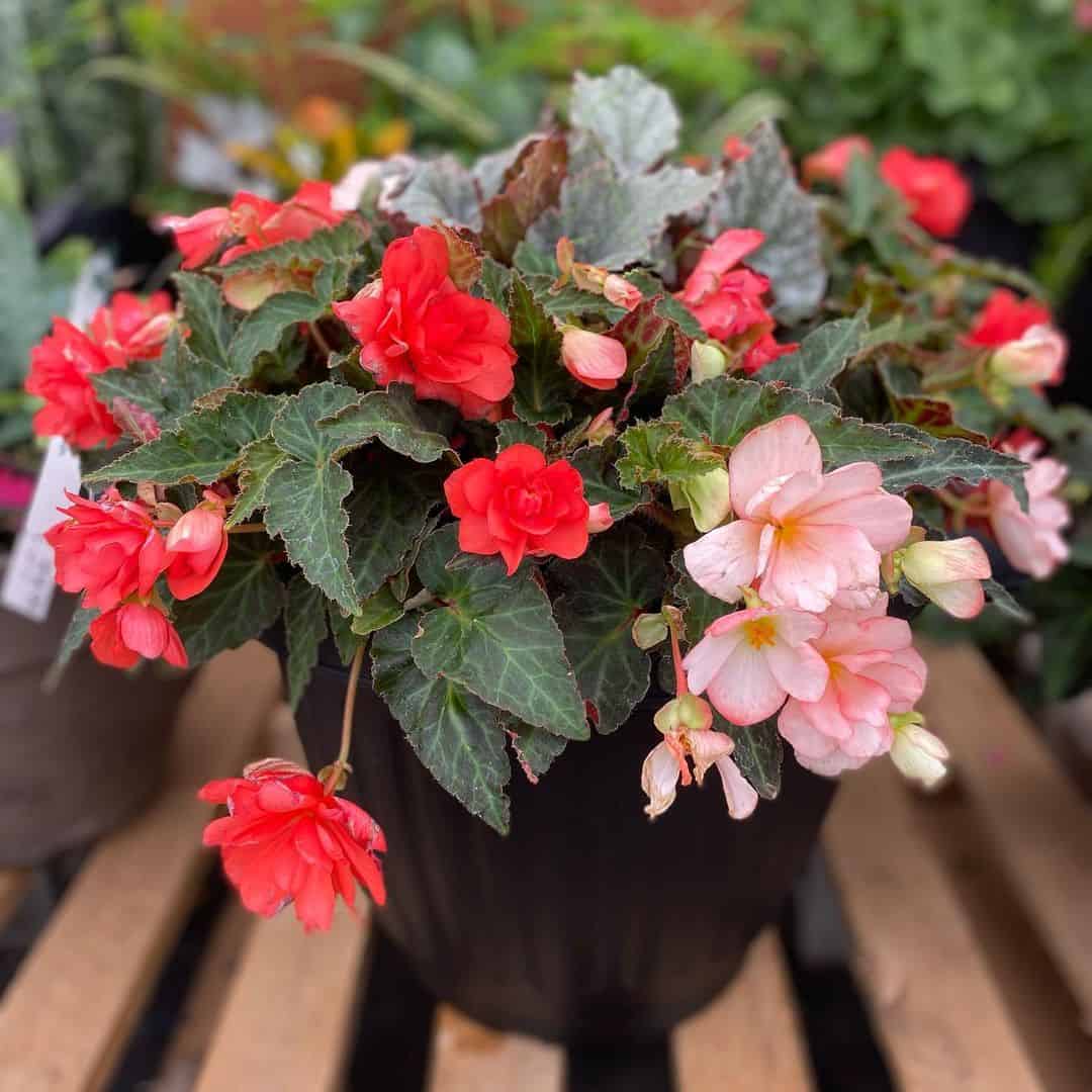 I'conia Begonias in a brown pot