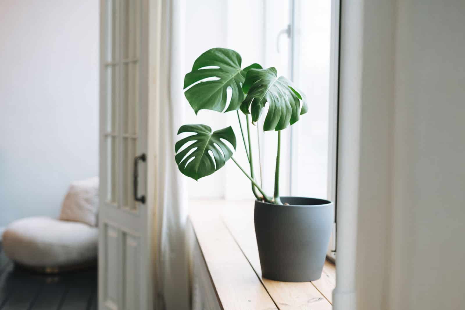 Interior details, a monstera flower in gray pot on the windowsill