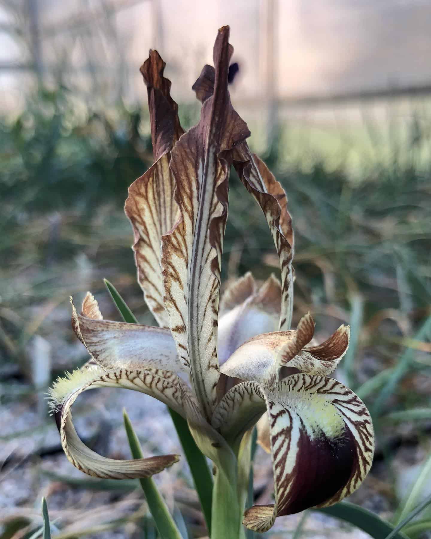 iris meda flower