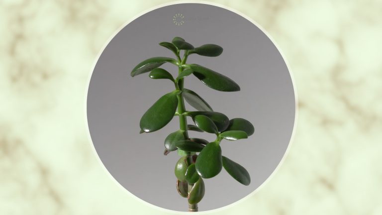 jade plant dropping leaves