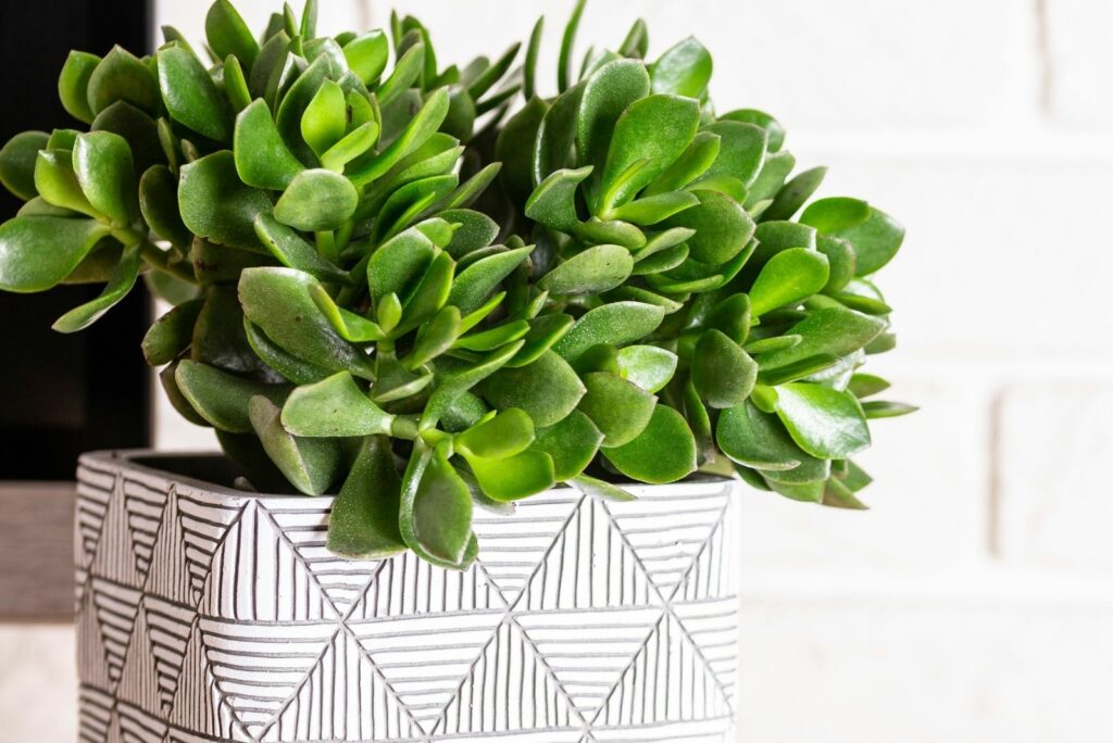 Jade Plants in a white pot