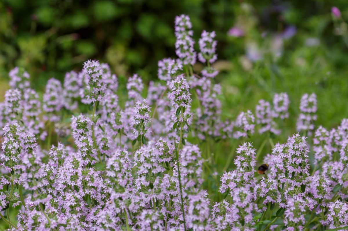 It’s Thyme Time! 15 Types Of Thyme To Spruce Up Your Garden