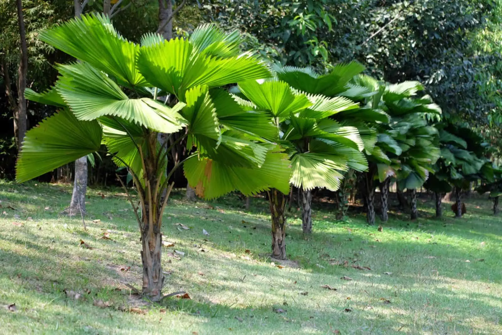 Licuala grandis is a single stem palm