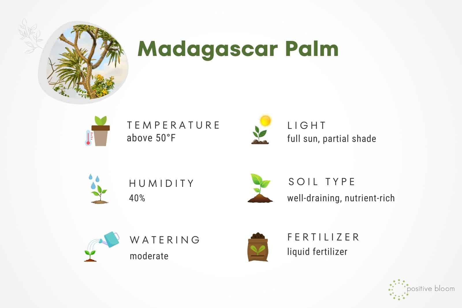 Madagascar Palm care guide
