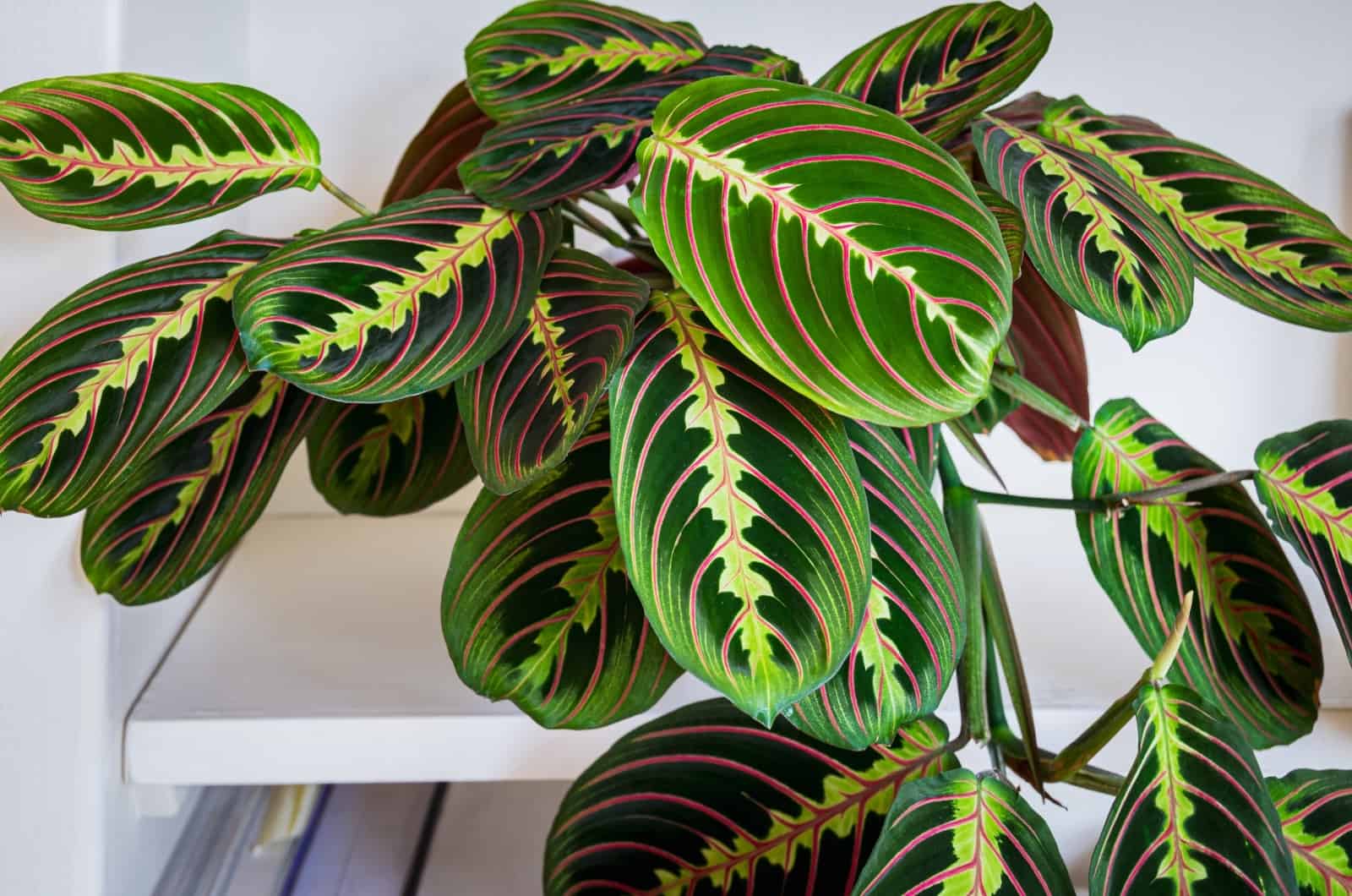 Maranta Prayer Plant in pot