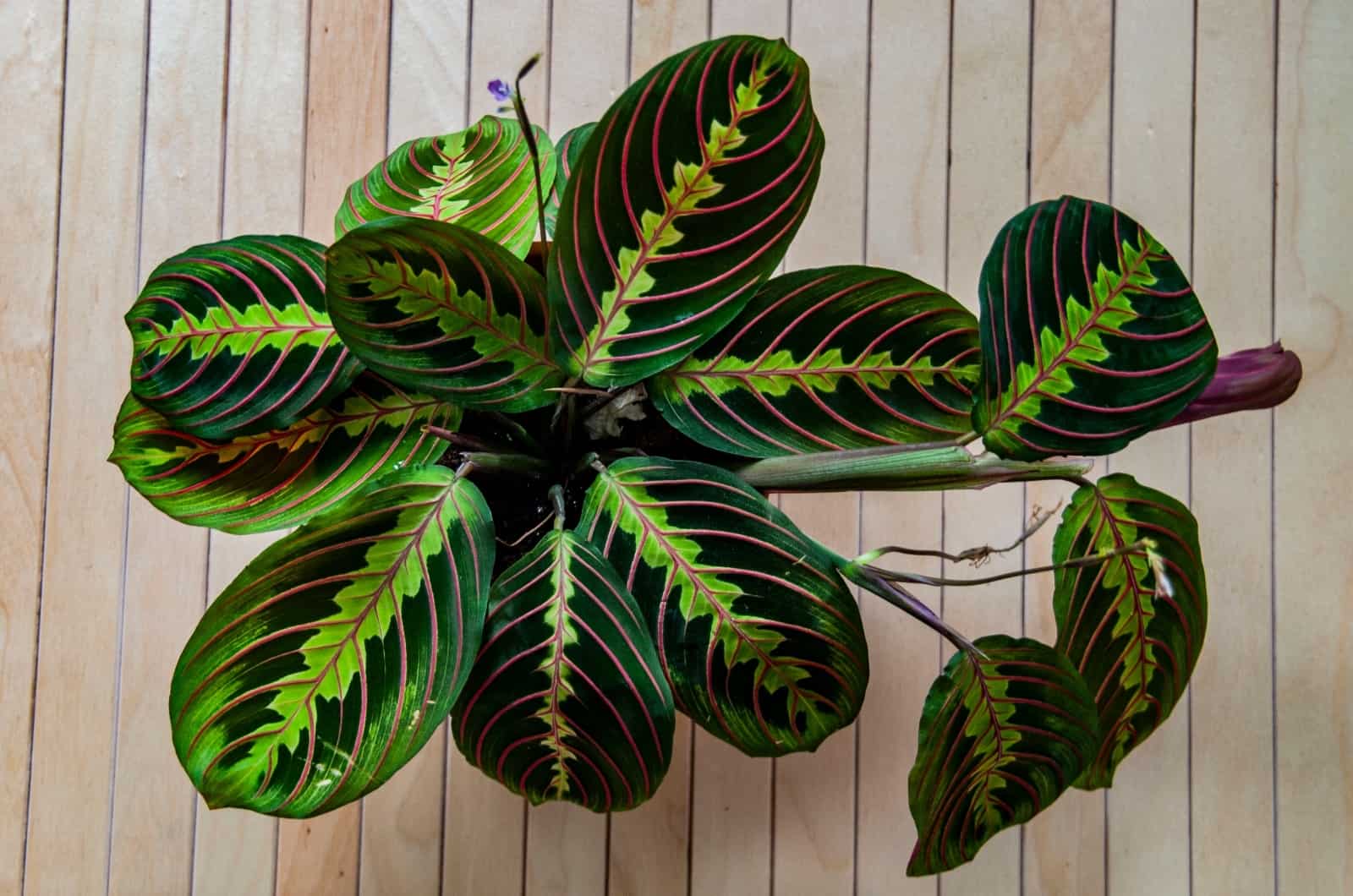 Maranta Prayer Plant sitting on floor