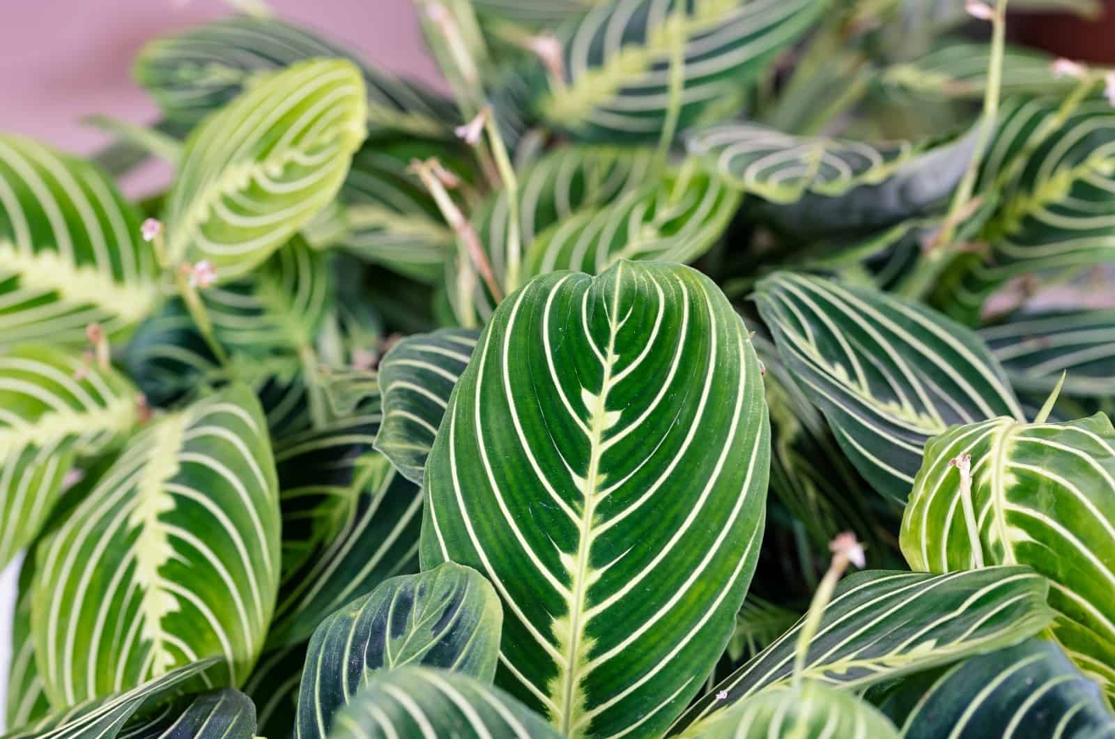 Maranta Prayer leaves