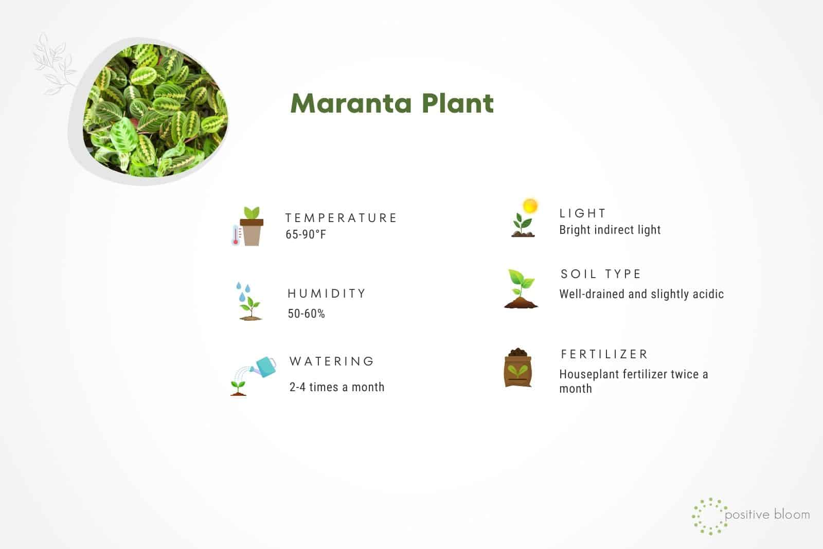 Maranta care guide