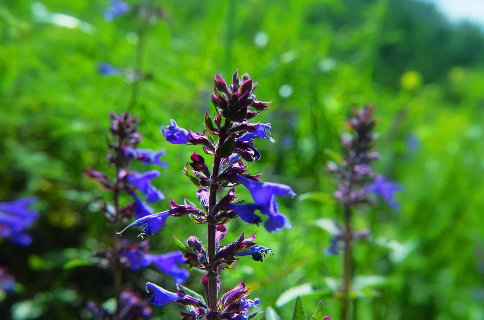 16+ Lavender Like Plants