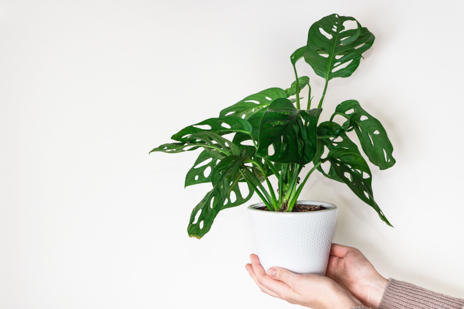 monstera in pot