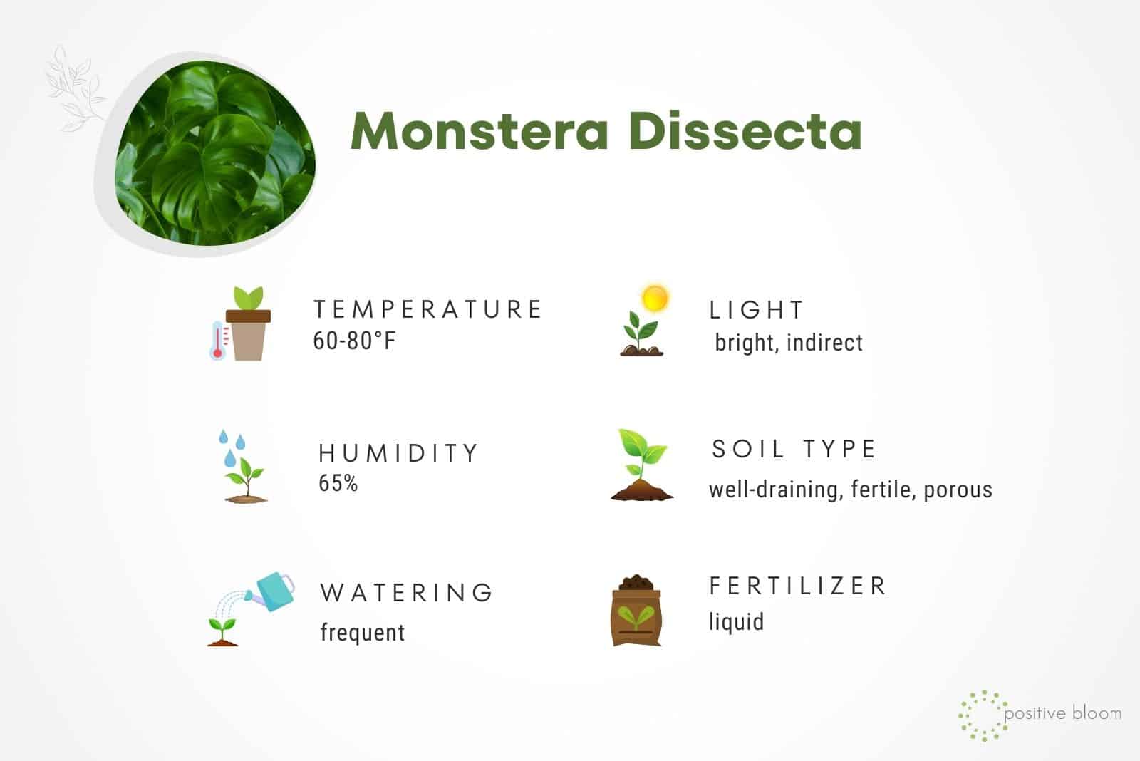 Monstera Dissecta care tips