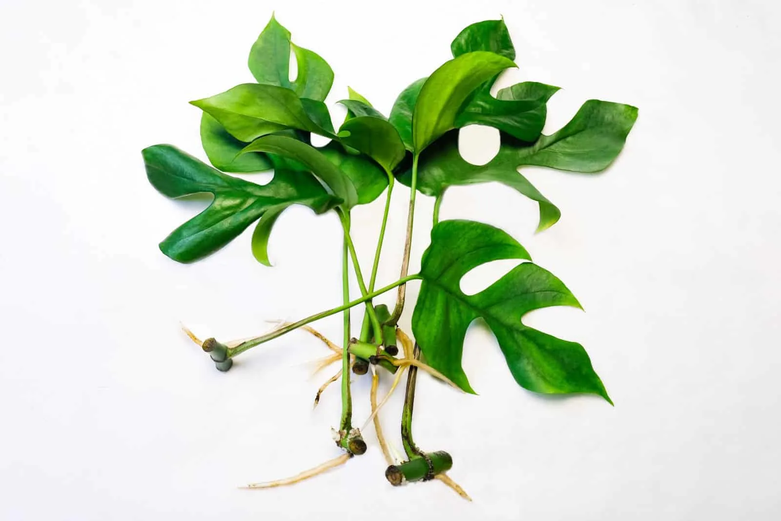 Monstera Minima (Rhapidophora Tetrasperma) plant propagation by cuttings