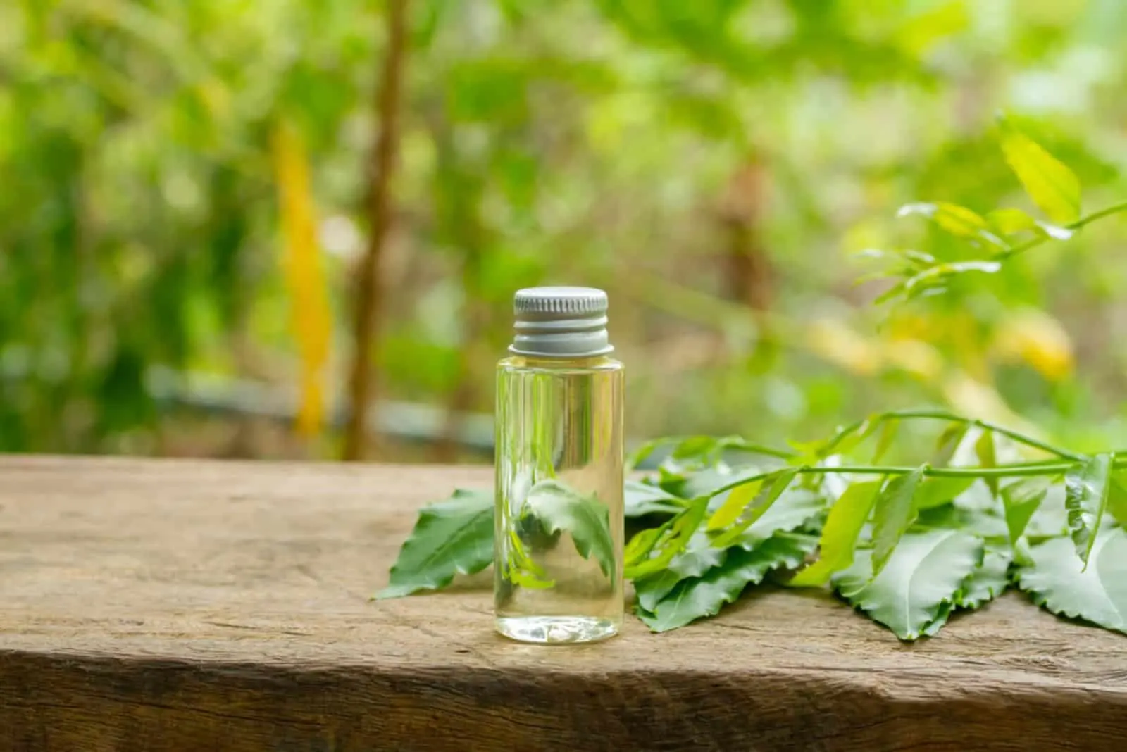 Neem oil in bottle and fresh neem leaf 