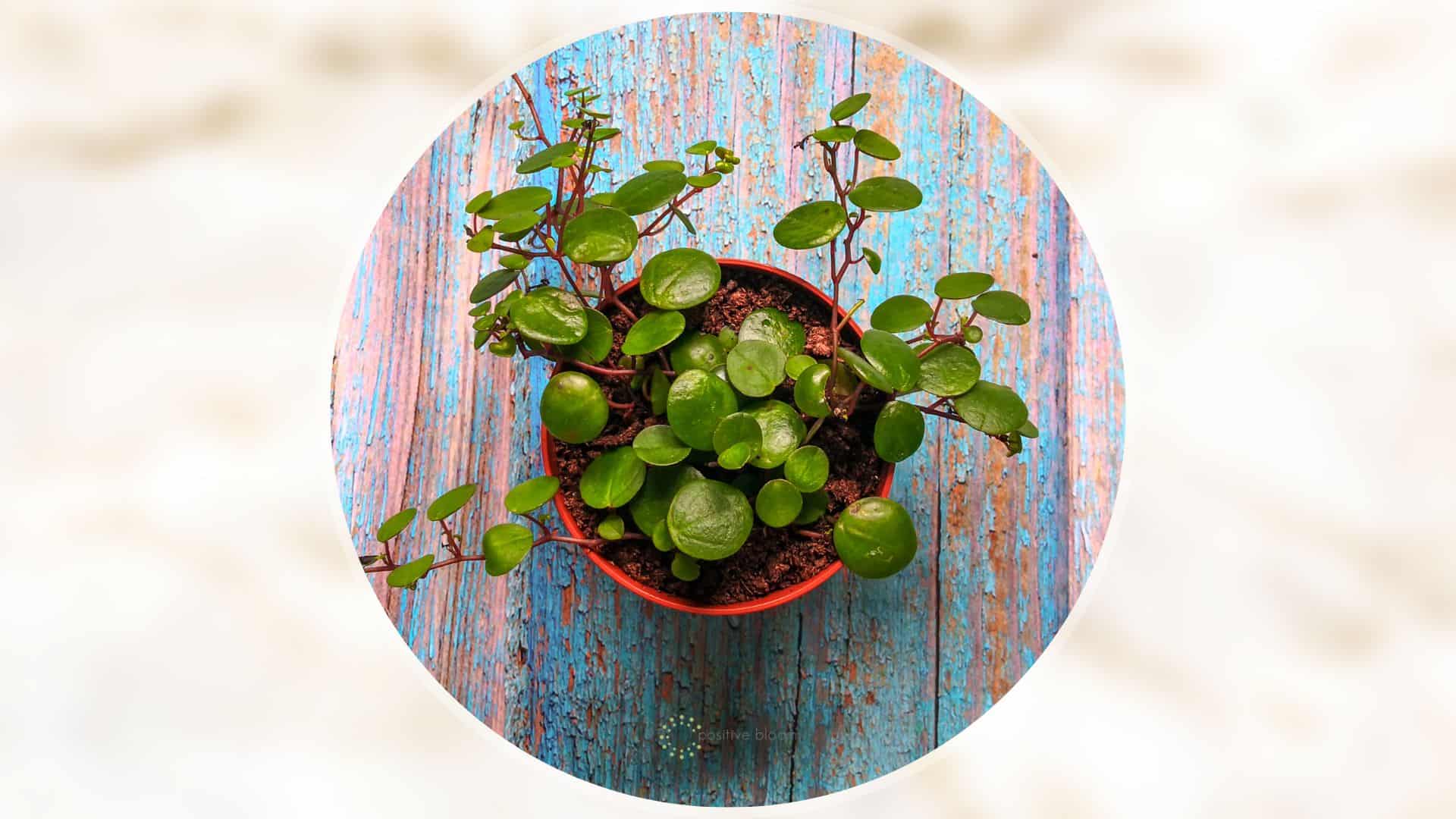Peperomia Rotundifolia in pot
