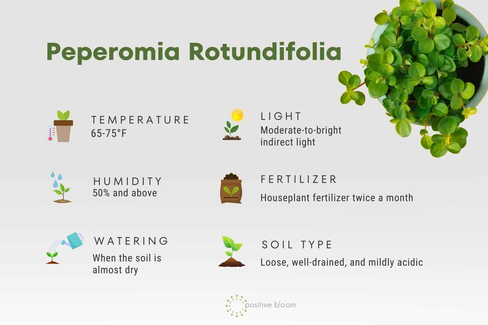 Peperomia Rotundifolia facts