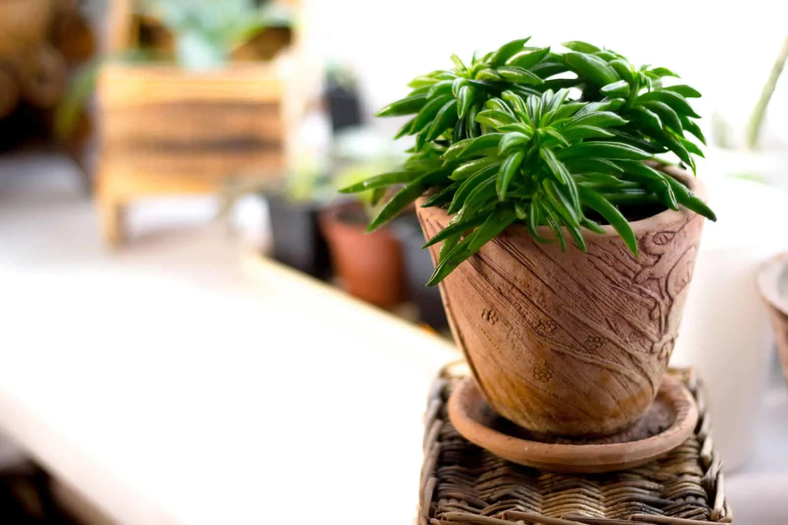 Peperomia ferreyrae in a clay pot as home plant