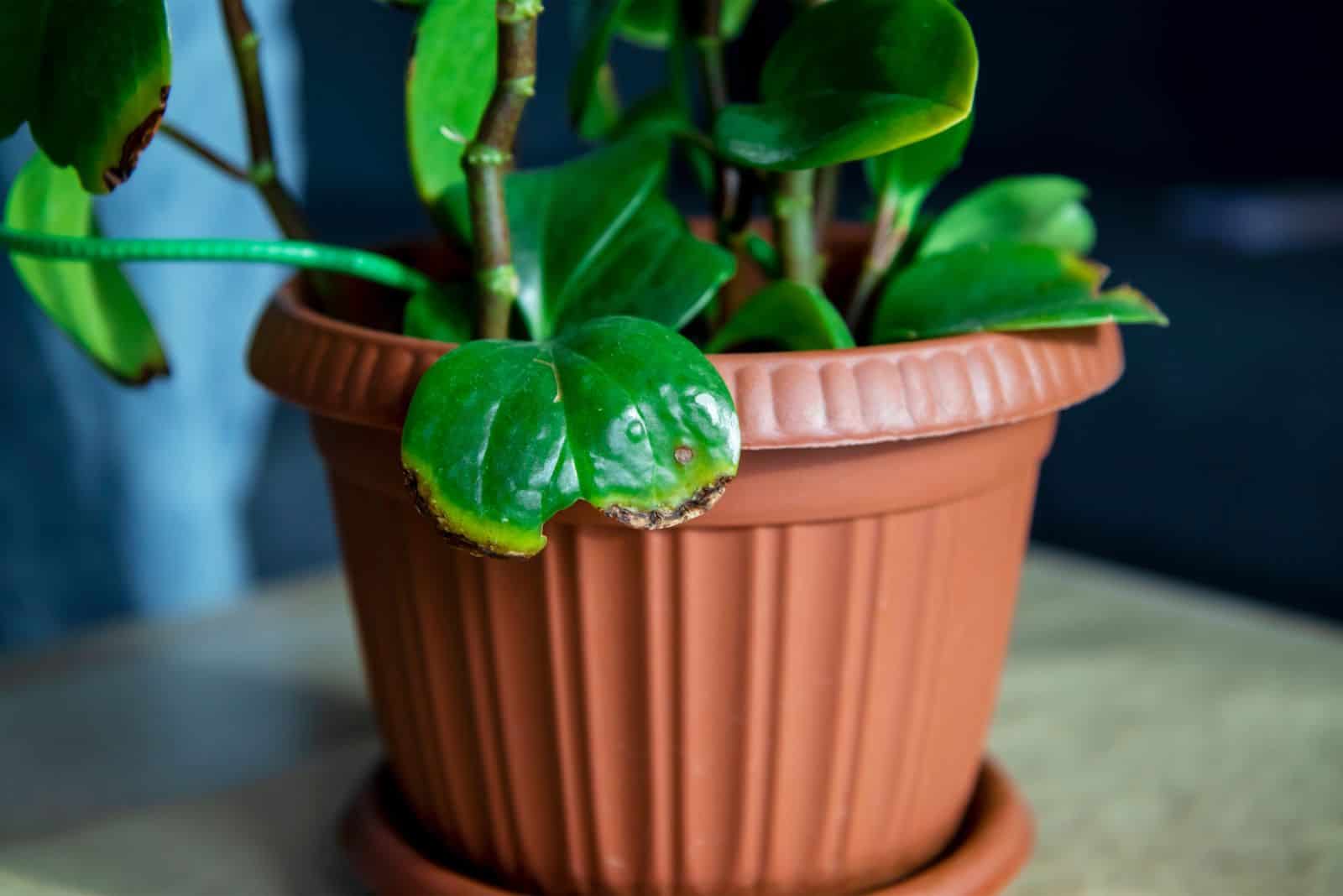 Peperomia in a brown pot