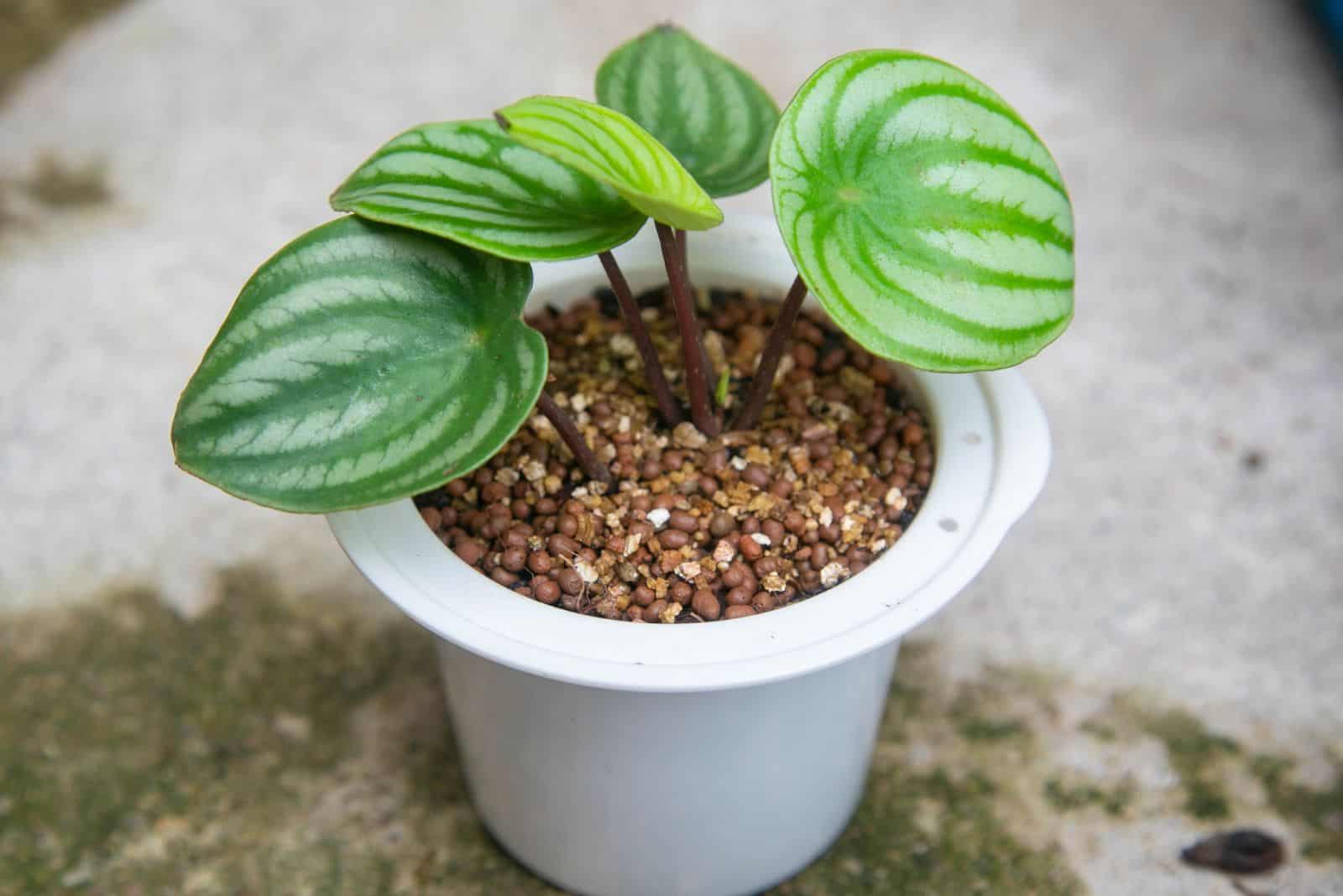 Peperomia in a white pot