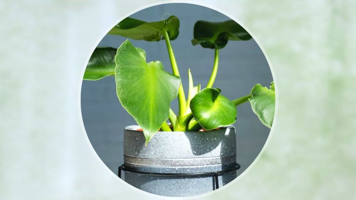 Philodendron Rugosum Care + How To Solve Its Common Issues