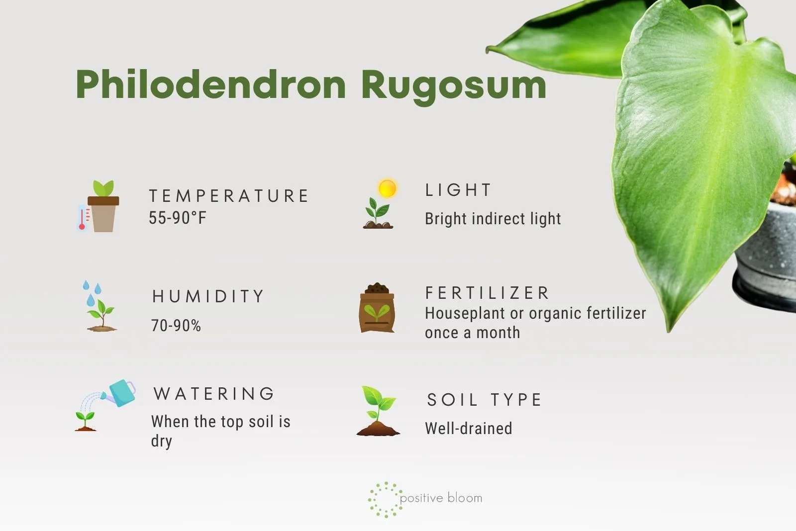 Philodendron Rugosum care