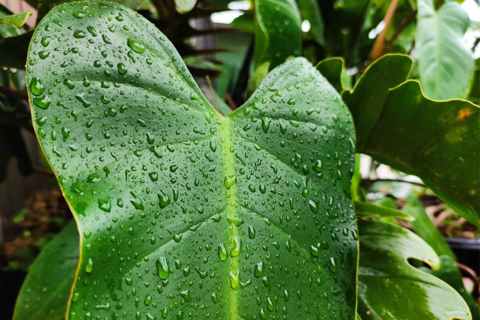 Philodendron rugosum leaf with water droplets