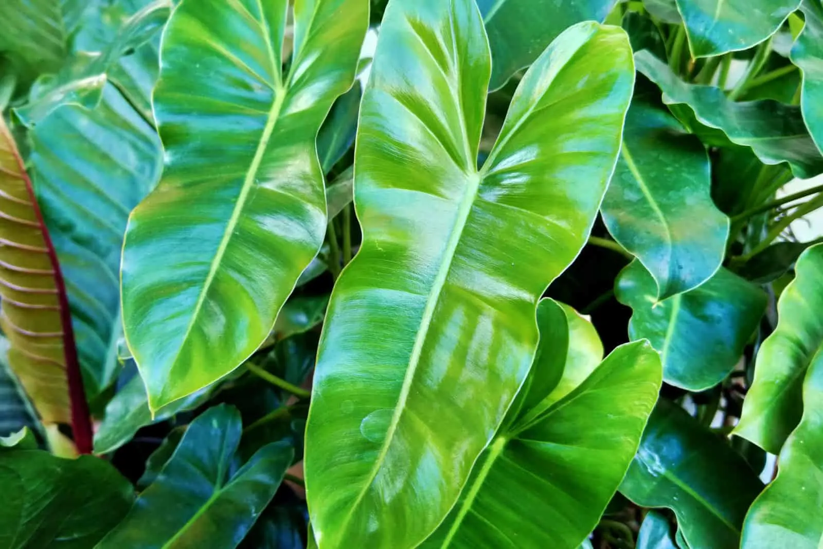 Philodendron rugosum with shiny leaves