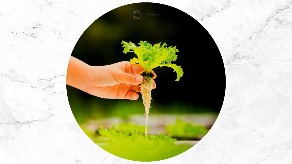 Pros And Cons Of Hydroponics Is It Worth It?