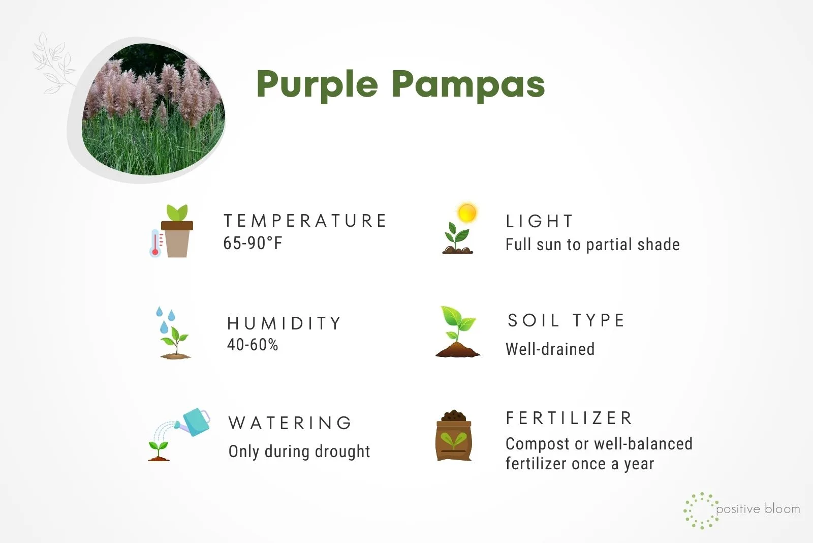 Purple Pampas