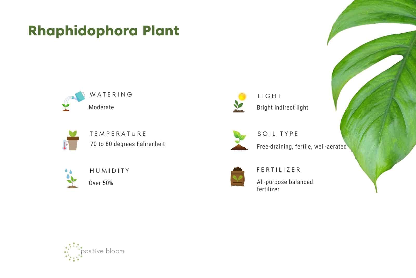 Rhaphidophora Plant