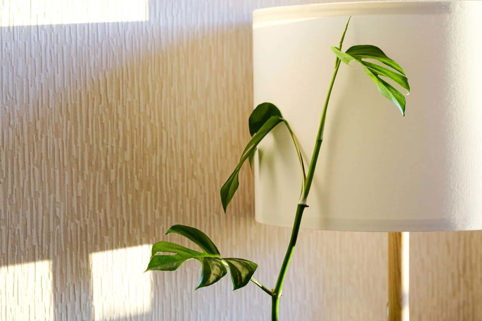 Rhaphidophora tetrasperma (Monstera Minima) stands stands next to a floor lamp in the living room